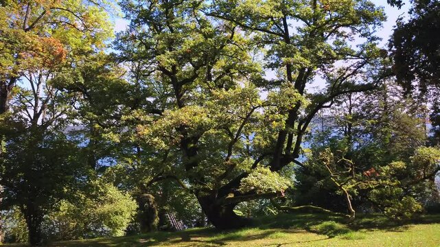 Alter sch&ouml;ner Eichenbaum im Herbst, Bayern, Deutschland, Europa
