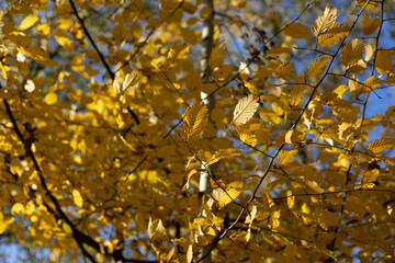 las, jesień, liście, krajobraz, drzewa,  spadające liście, natura,  kolorowe liście