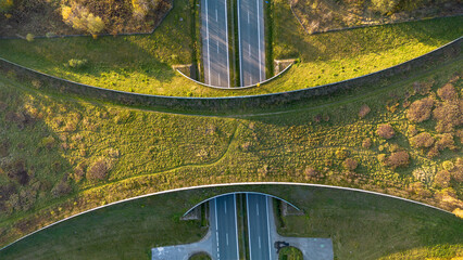 Animal crossing over the road in autumn