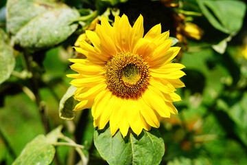 sunflower in the garden