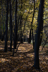 las, jesień, liście, krajobraz, drzewa,  spadające liście, natura,  kolorowe liście © Estera
