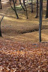 las, jesień, liście, krajobraz, drzewa,  spadające liście, natura,  kolorowe liście © Estera