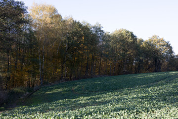 Naklejka premium las, jesień, liście, krajobraz, drzewa, spadające liście, natura, kolorowe liście