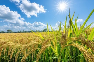 Golden Rice Field Under Bright Blue Sky