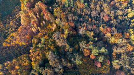 Autumn forest, bird's eye view