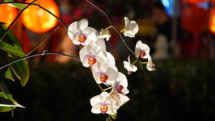 Orchid at night