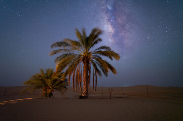 Beautiful night Stars milky way at oasis desert camping with date palm tree.