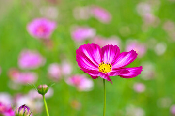 コスモス