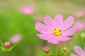 コスモス