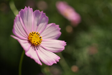 コスモス