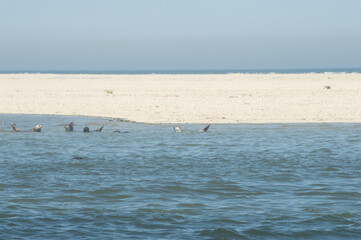 meer robben