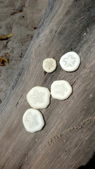 Starfish with striking colors on wood