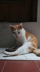 A fluffy cat lounges peacefully on a mat