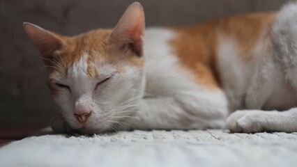 Naklejka premium A cat is laying on a white mat in a room with dark wall in the background