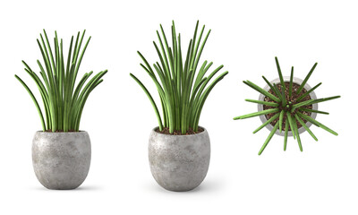 3d render Plant pot in different angles isolated on white background . different angle
