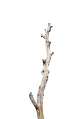 Branch of dead tree dry dead tree isolated on blank background  high resolution great details vibrant
