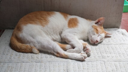 A domestic white yellow cat is sleeping on a mat on the floor