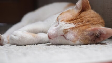 A domestic white yellow cat is sleeping on a mat on the floor