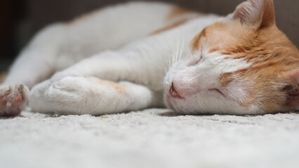 A domestic white yellow cat is sleeping on a mat on the floor