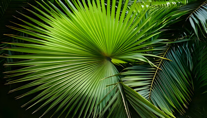 Tropical green palm leaf