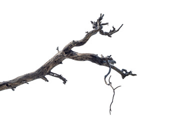 Branch of dead tree dry dead tree isolated on blank background  high resolution great details vibrant