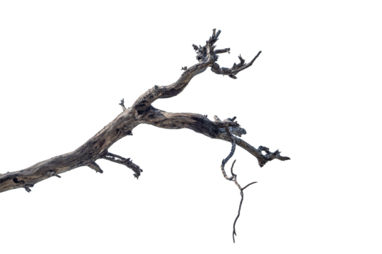 Branch of dead tree dry dead tree isolated on blank background  high resolution great details vibrant