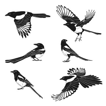 Magpie, flying bird, set. Hand drawn vector illustration on white background