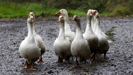 Geese walking on a path