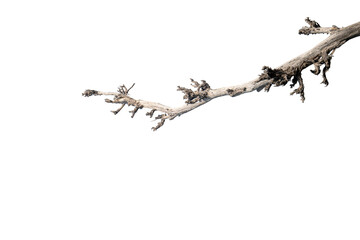 Branch of dead tree dry dead tree isolated on blank background  high resolution great details vibrant