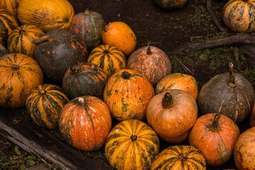 colorful pumpkins for sale in the market