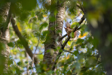 a brown squirrel in the tree during summer season. Sciurus vulgaris in the morning