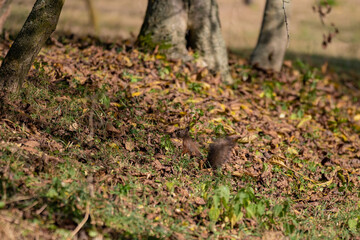 Fototapeta premium a brown squirrel in the tree during summer season. Sciurus vulgaris in the morning