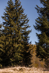autumn in the forest with colorful trees and leaves Carpathians