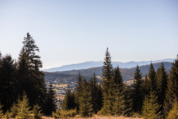 autumn in the forest with colorful trees and leaves Carpathians