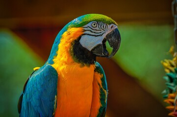 Vibrant macaw parrot showcasing its colorful feathers against a blur background.