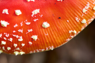 Fliegenpilz im Herbst