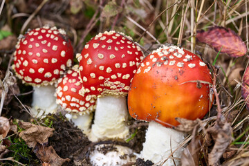 Fliegenpilz im Herbst