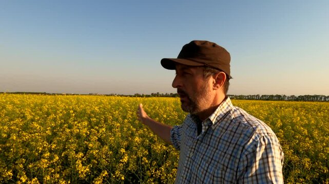 Canola rapeseed farmer vlogging in blooming oilseed rape field, farm worker talking about crops into camera, 4k