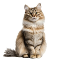 Fototapeta premium Siberian cat sitting isolated on transparent background