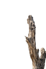 Branch of dead tree dry dead tree isolated on blank background  high resolution great details...