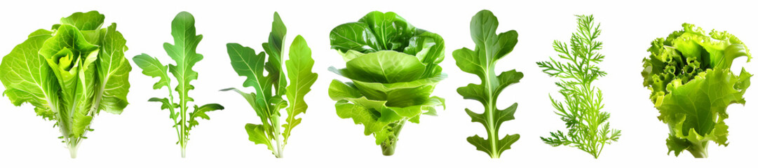 Obraz premium Healthy Chinese Lettuce: Grocery Cabbage Plant Background
