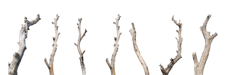 Set of dry dead trees isolated  high resolution high details vibrant png image