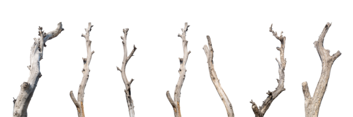 Set of dry dead trees isolated  high resolution high details vibrant png image
