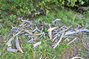 a few sticks are on the ground in the forest   
