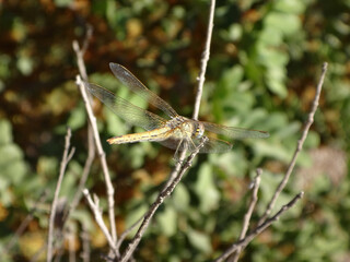 The red-veined darter (Sympetrum fonscolombii), also known as nomad dragonfly, female perching on a dry twig
