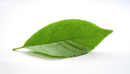 Obraz premium Cherry Leaves isolated white background