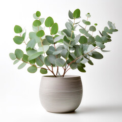 Eucalyptus in a pot isolated white background
