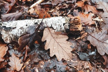 Vue sur des feuilles mortes et bois mort sur le sol en forêt, avec effet de lumière crème mate