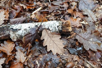 Vue sur des feuilles mortes et bois mort sur le sol en forêt