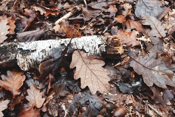 Vue sur des feuilles mortes et bois mort sur le sol en forêt, avec effet de lumière crème mate et ombre marquées